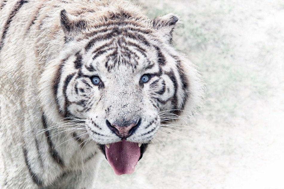 Close-up of the white tiger