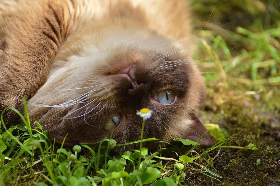 british shorthair lying on the ground