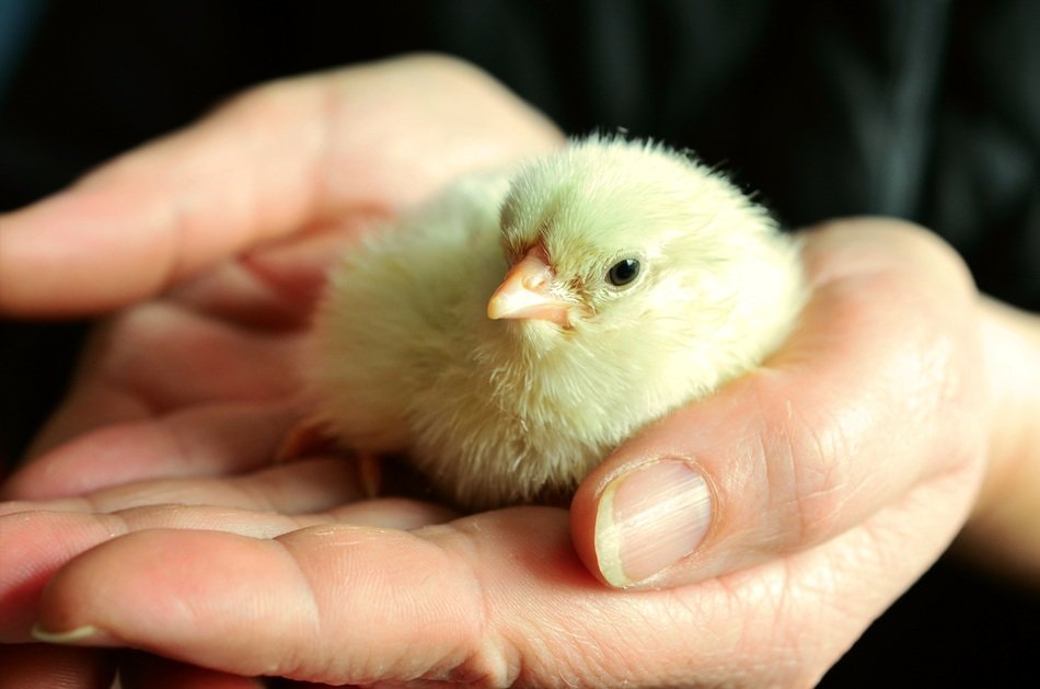 beautiful and amazing Chicks