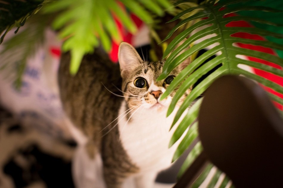 domestic cat indoor