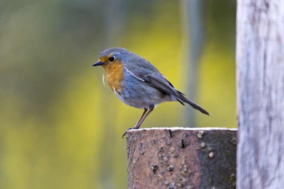 perfect beautiful Songbird