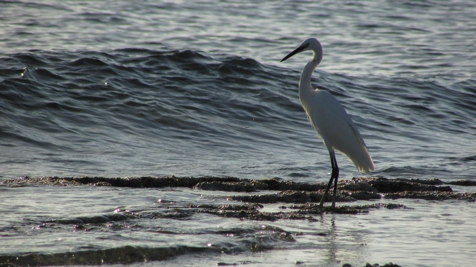 Tall heron is on the beach