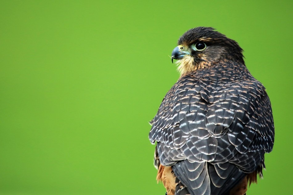 aplomado falcon on a green background