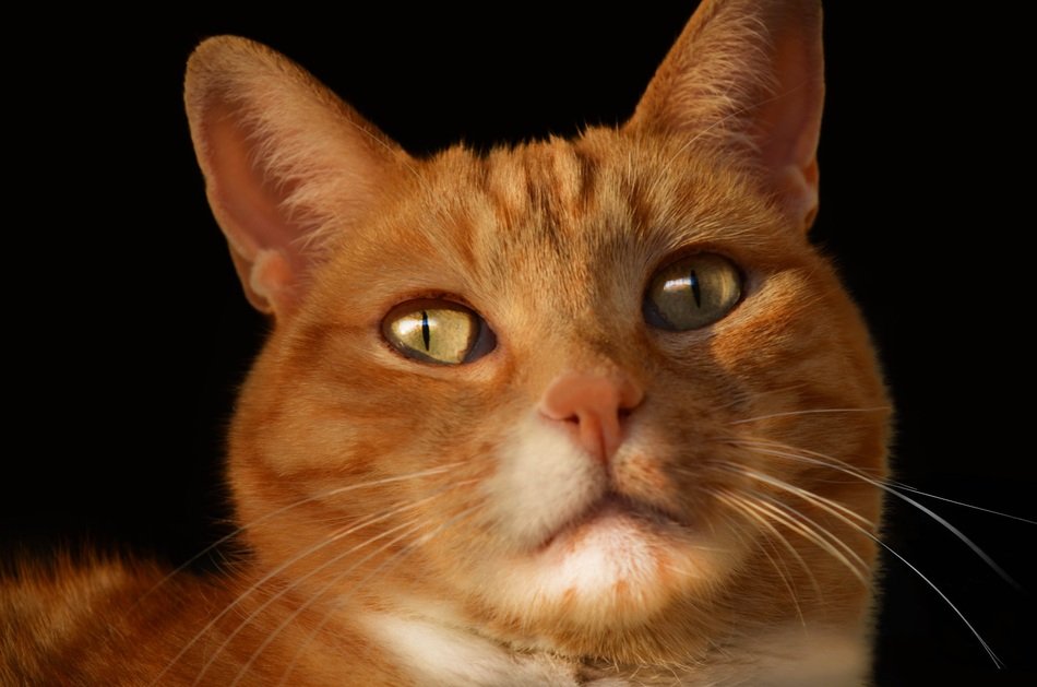 beautiful Feline cat
