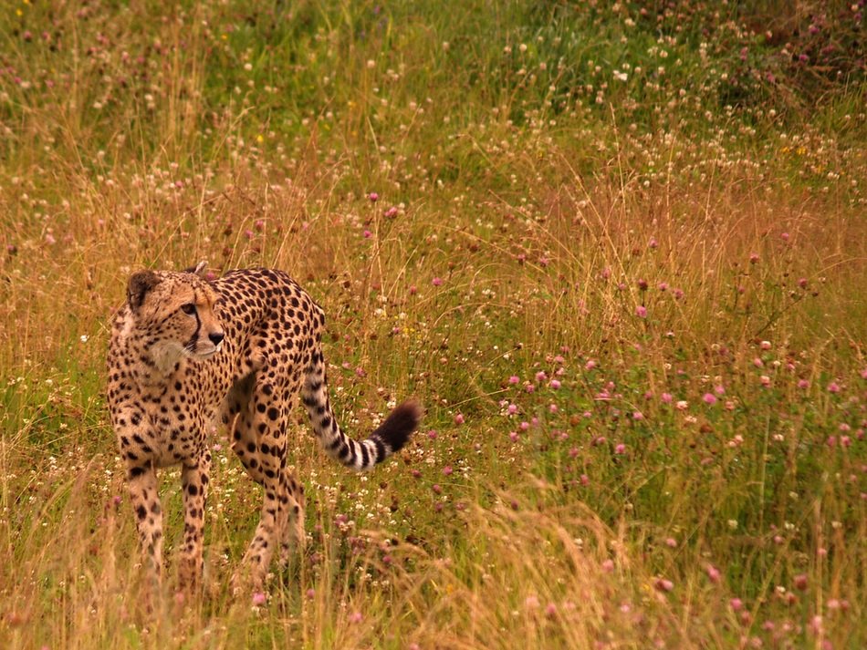 Cheetah in Savannah