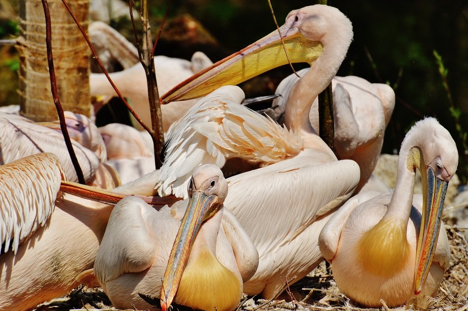 many pelicans with white plumage in Munich