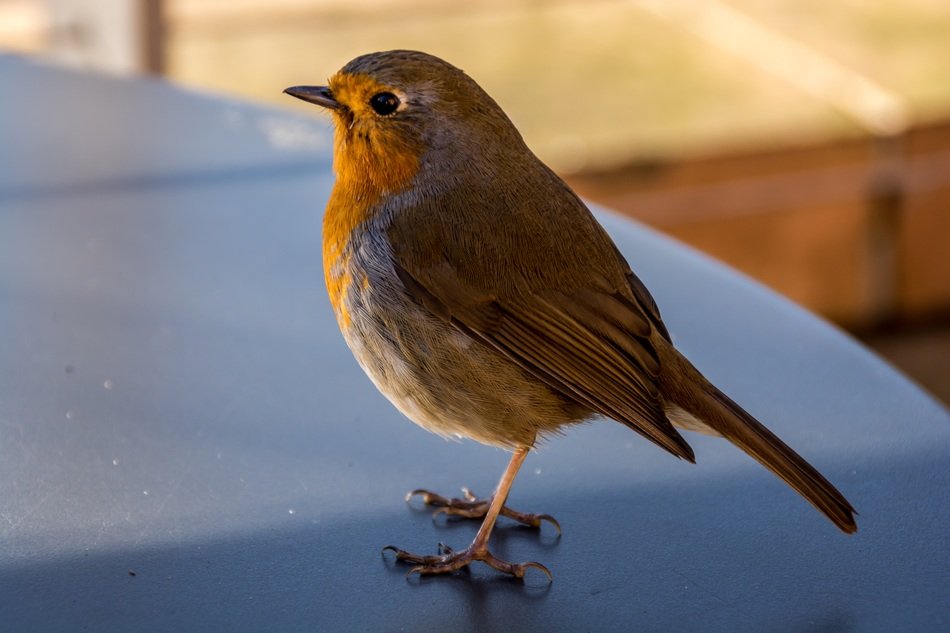 tiny robin on the table on a blurred background