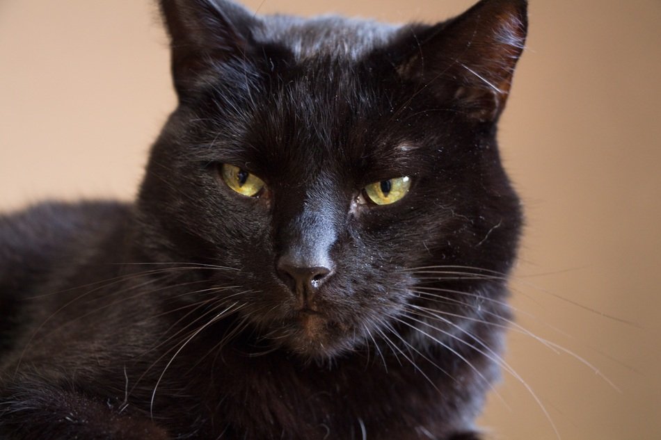 black domestic cat with focused eyes