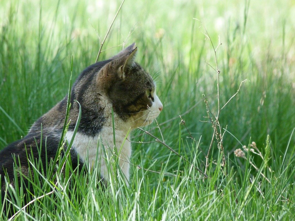 cat in the tall grass