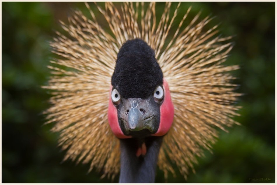 birds with red heads and beautiful feathers close-up on blurred background