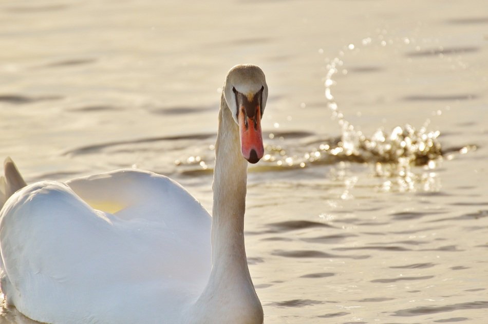 photo of swan on splash background