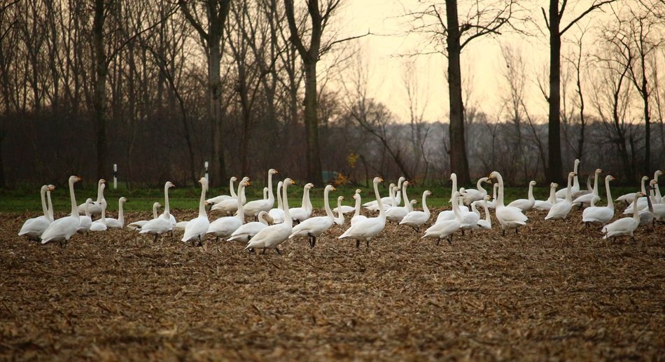 flock of white swans on a field with dry leaves