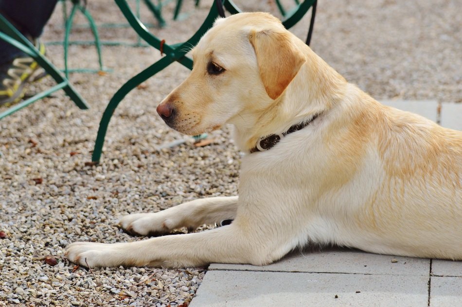 Cute Labrador dog