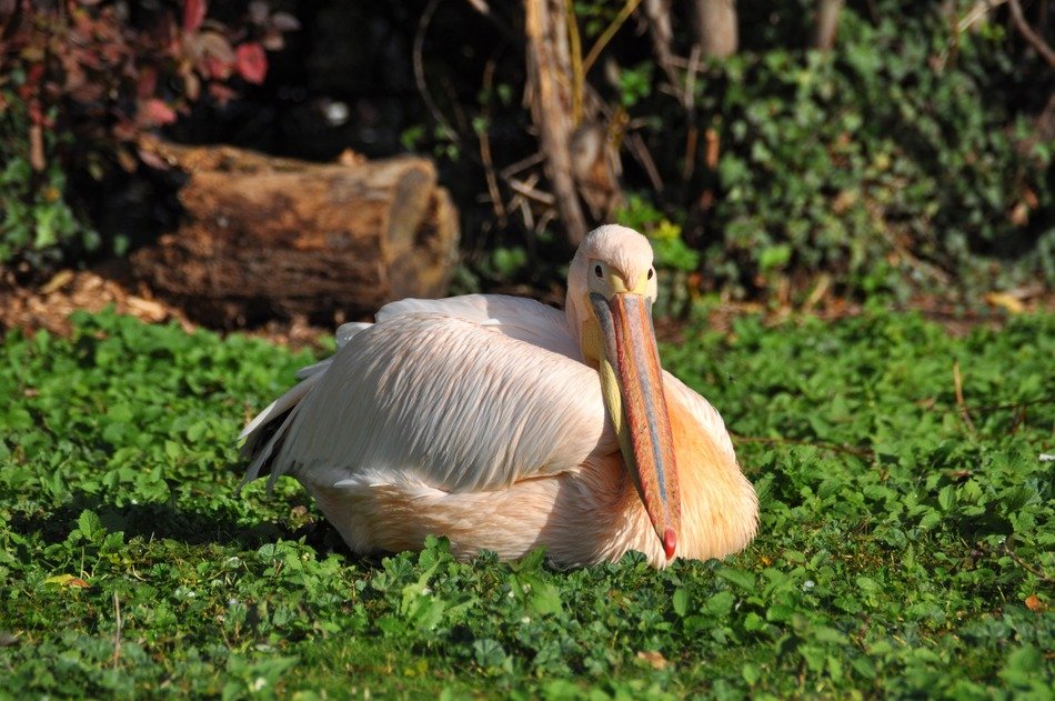 sitting white pelican