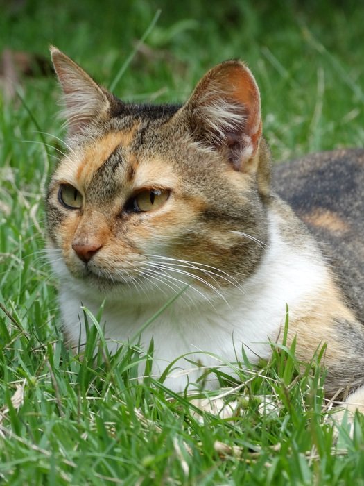 Cute and beautiful cat with yellow eyes lies in green grass