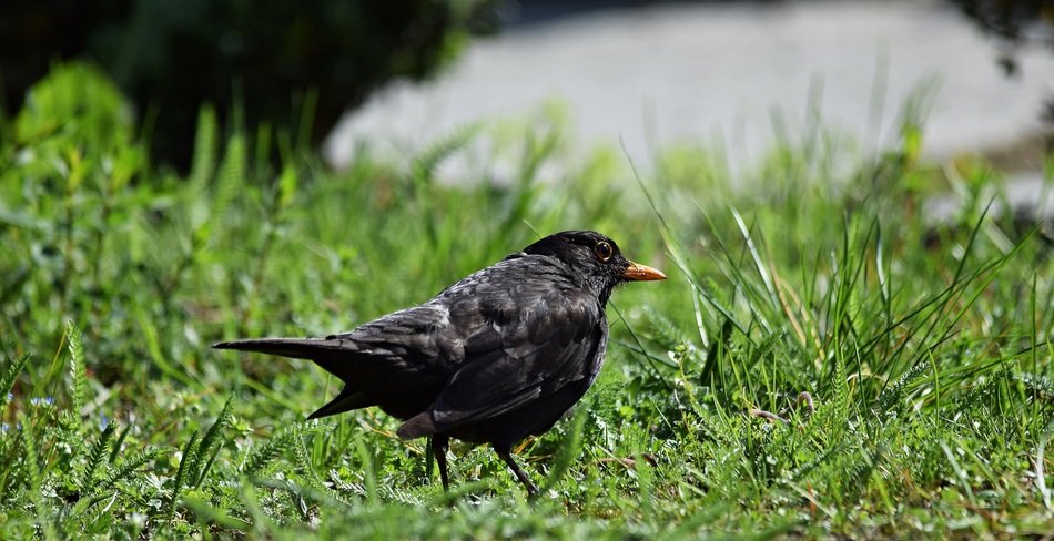 cute lovely Starling