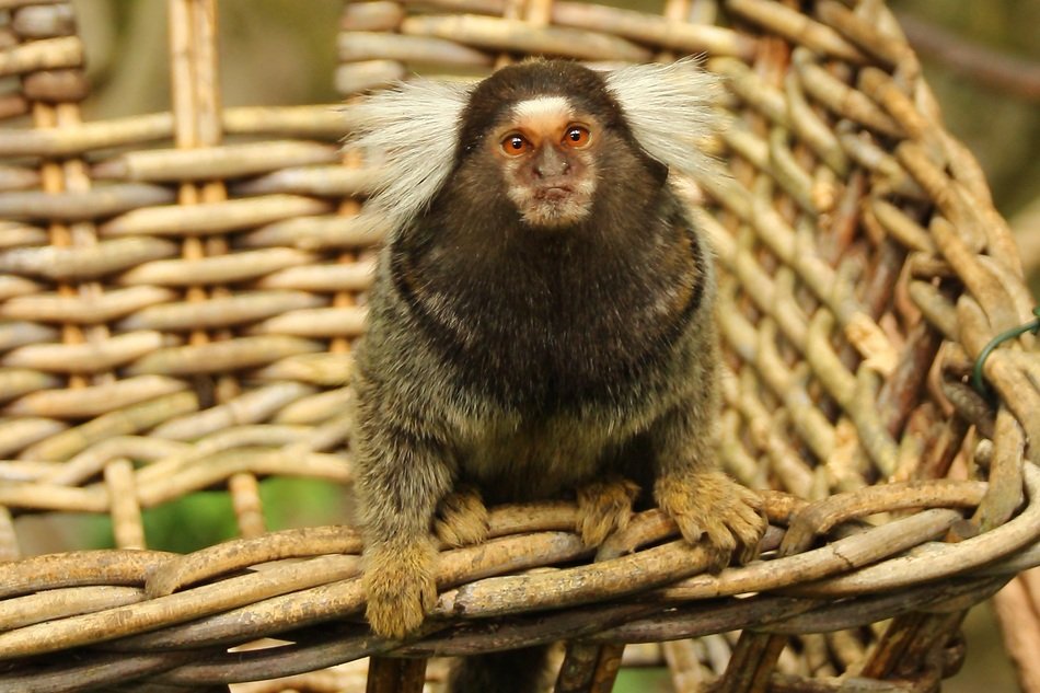 monkey in wicker basket