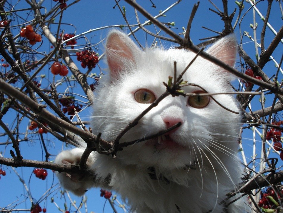 white cat on the branches