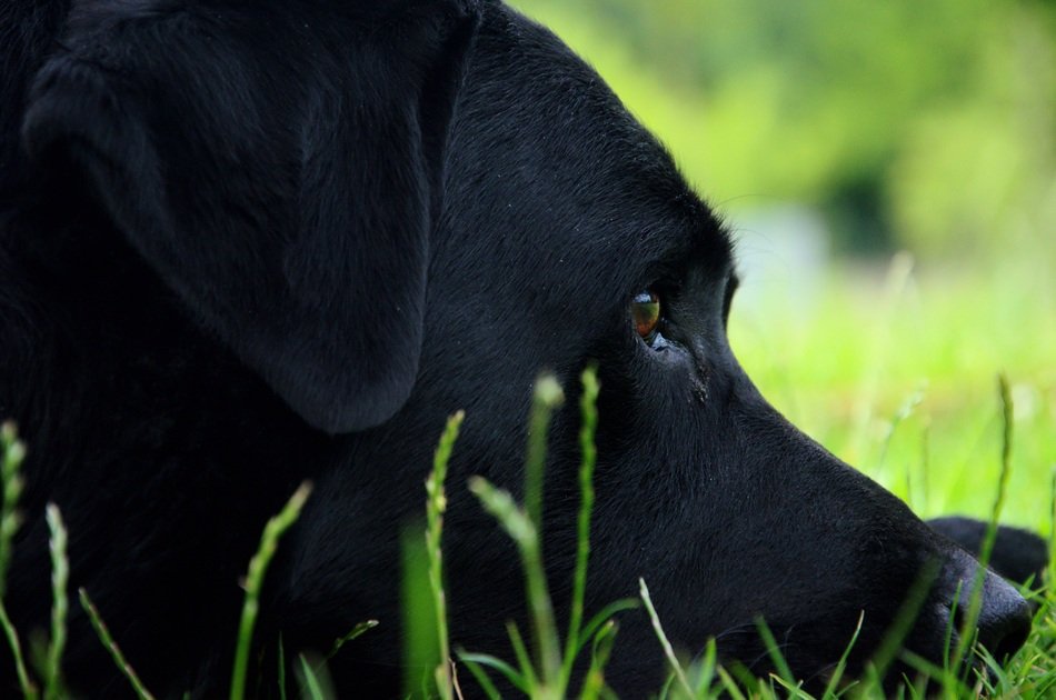 muzzle of black labrador