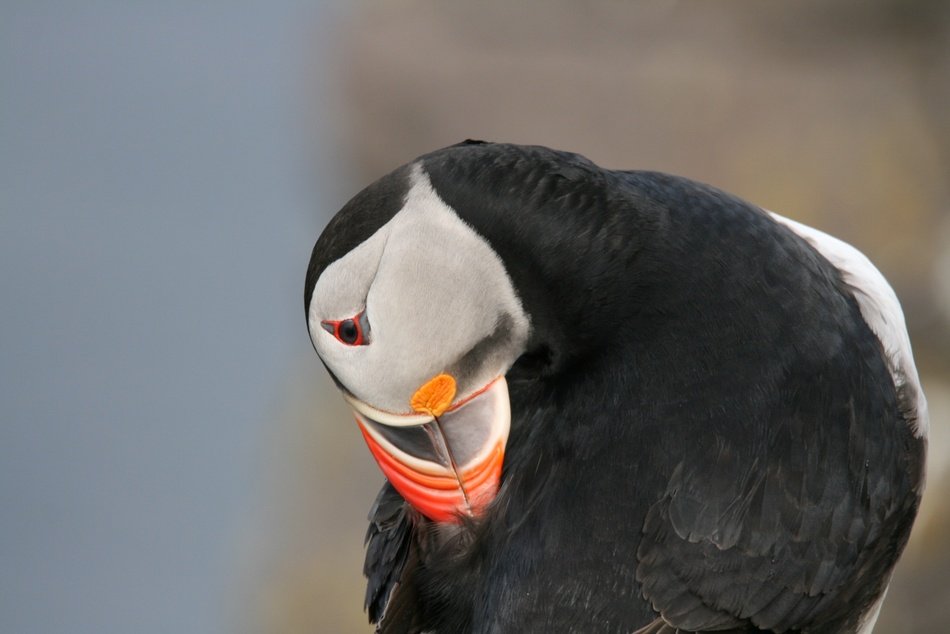 Fratercula or Puffin