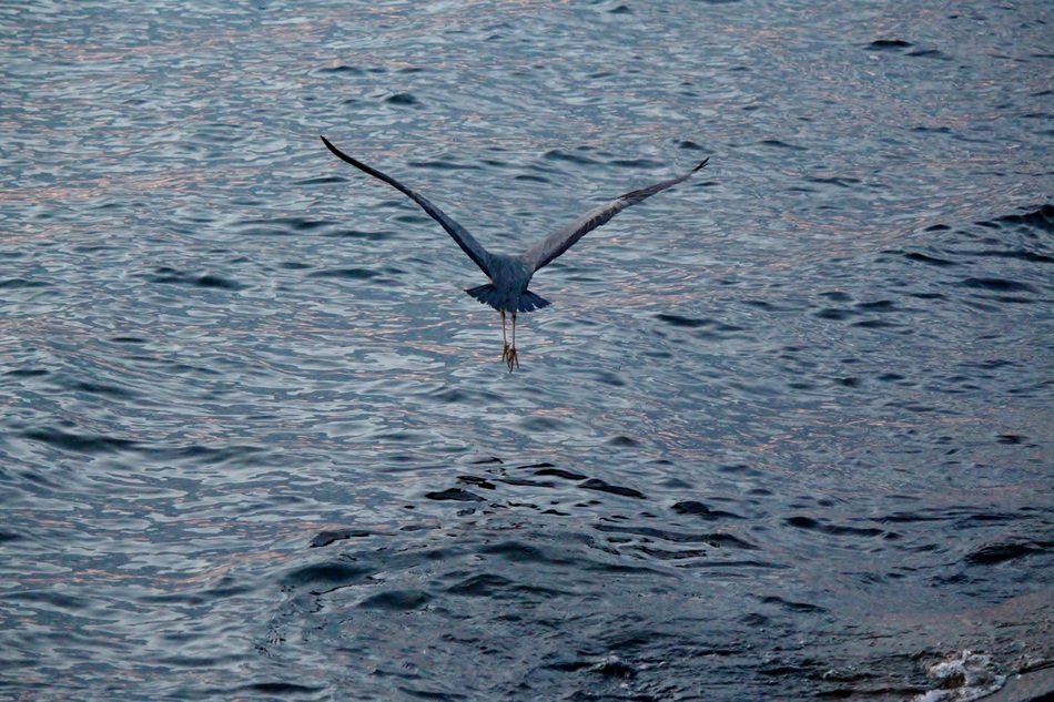 heron low over the water