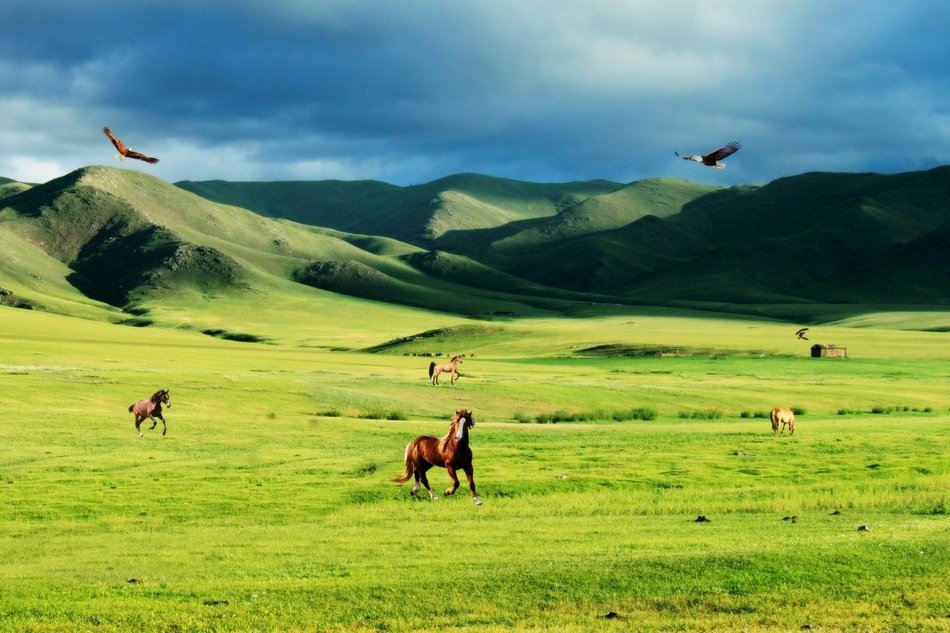 horses on the prairie