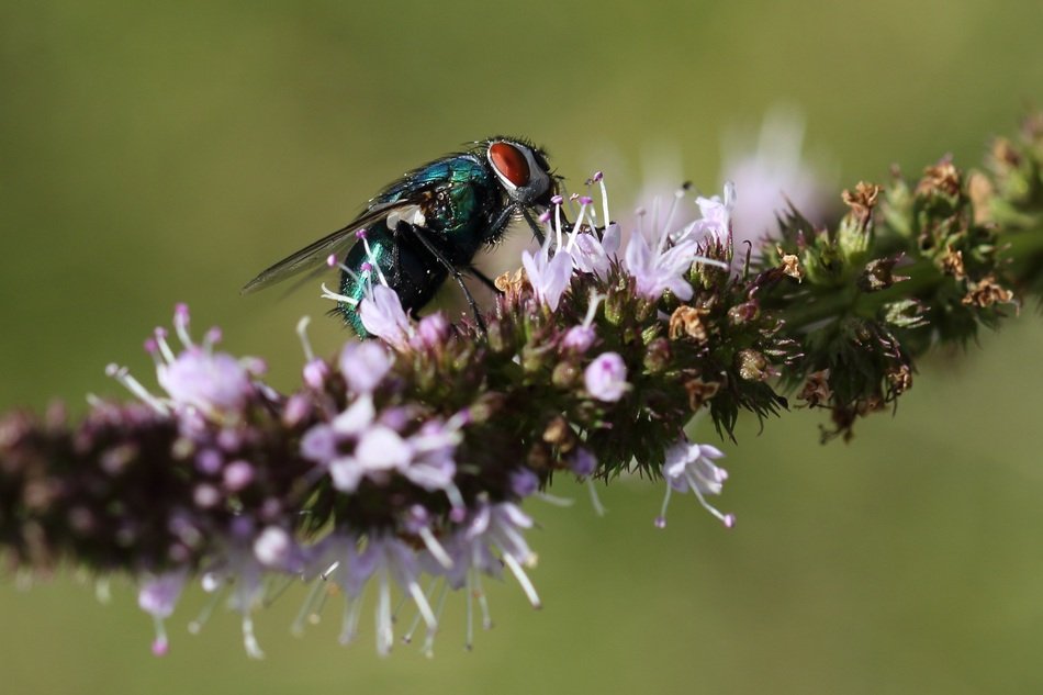 picture of the fly is on a plant