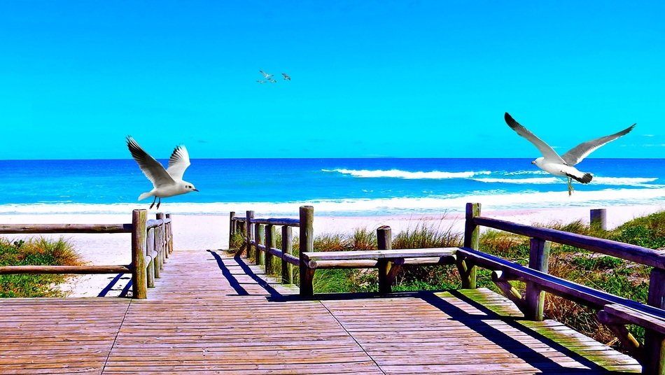 seagulls on the beach in Brazil