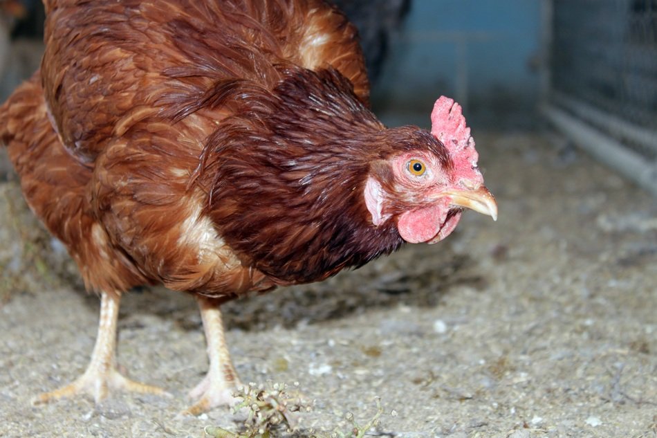 Pullet on a farm