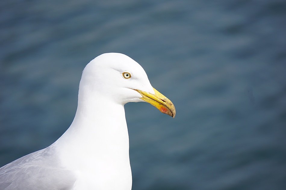 sea bird on the background of the ocean