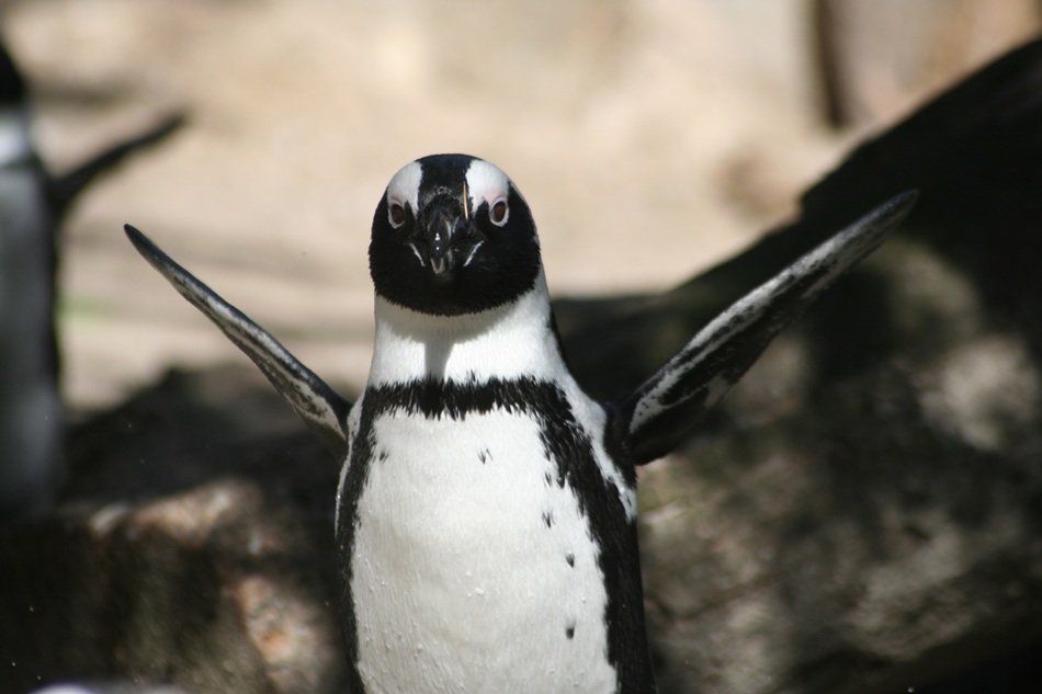 Cute Penguin in the wildlife