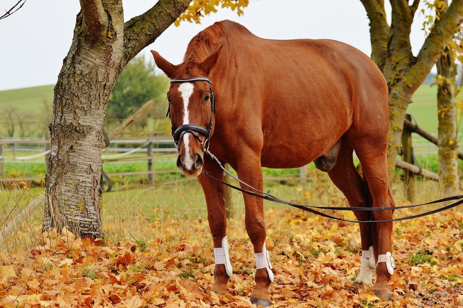red horse beneath tree in autumn
