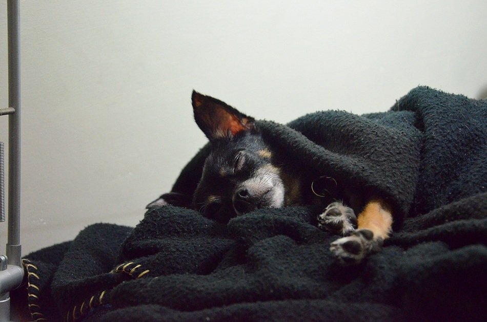 sleeping cute chihuahua
