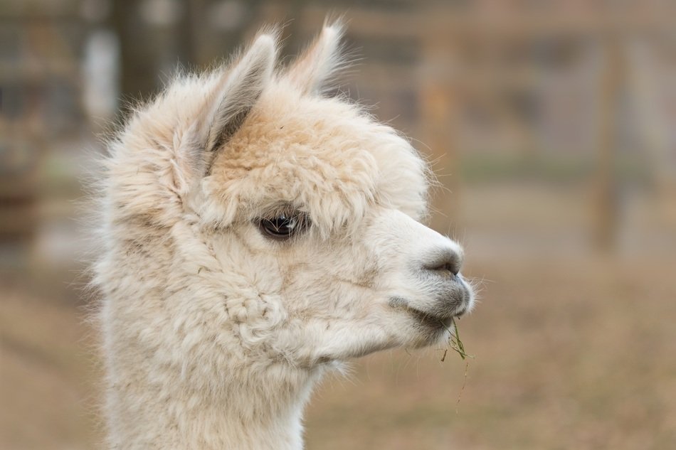 Portrait of the alpaca