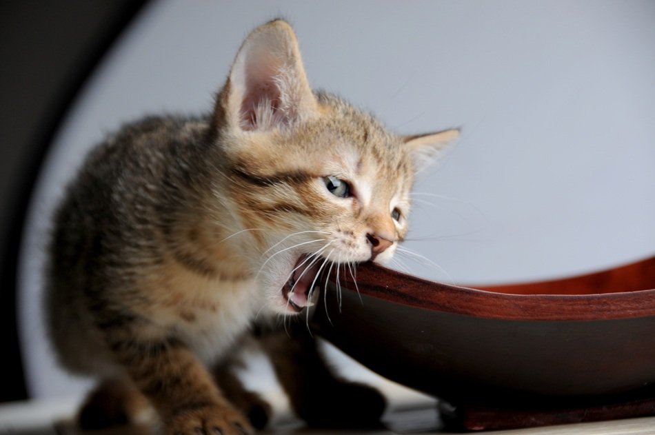 kitten chewing on a chair leg