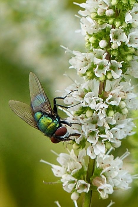 blow fly on the white flower