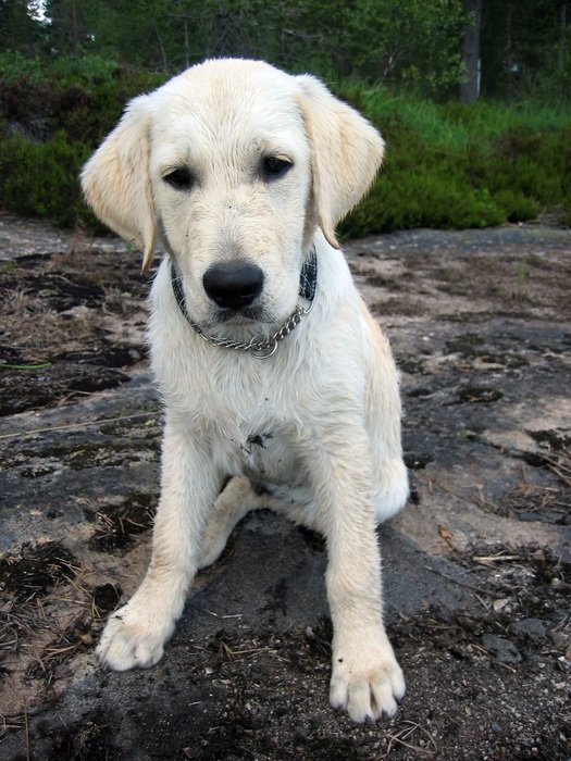 light puppy on the rocks close up