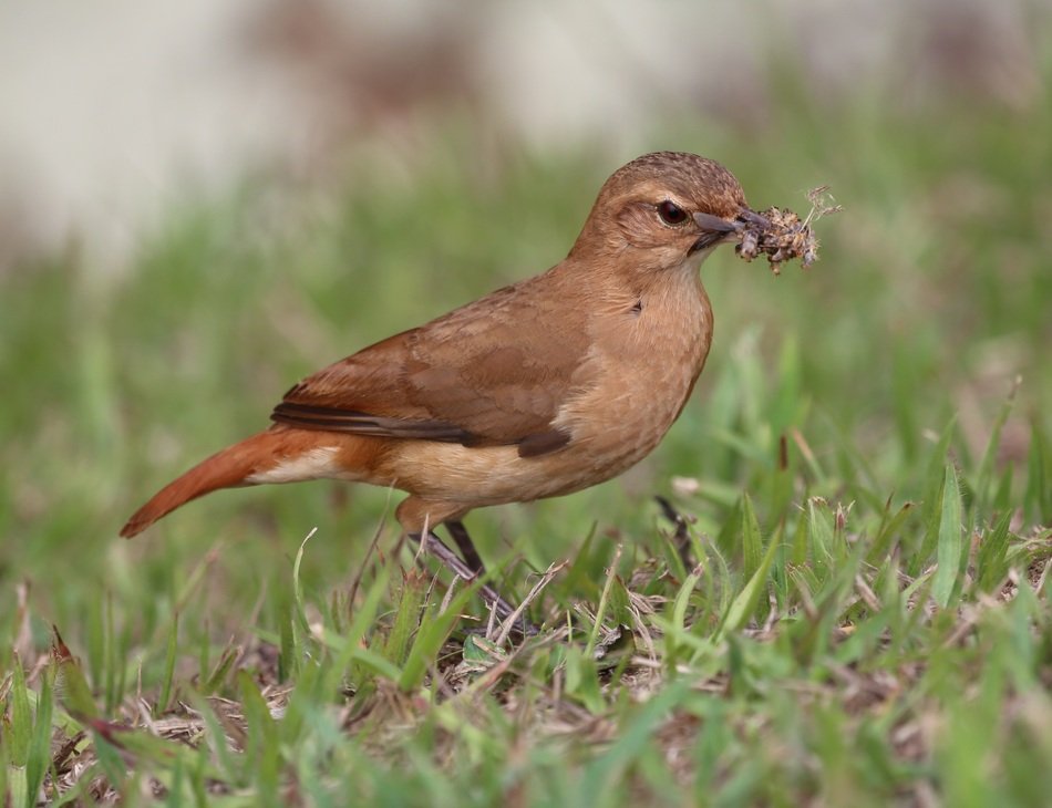 John Clay bird on the grass