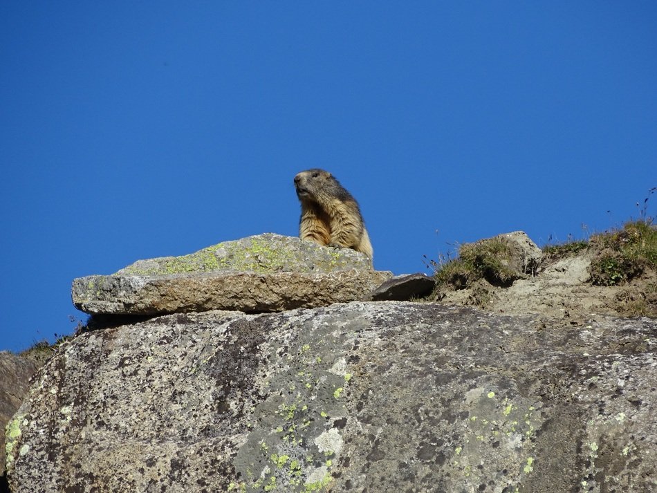 Marmot stays on Rock against the sky