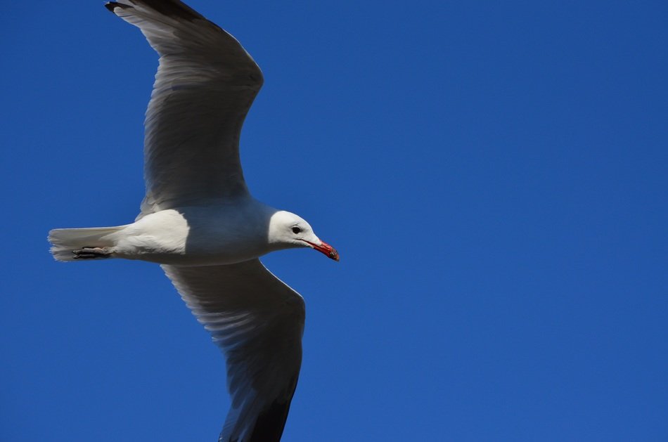 Seagull in the flight