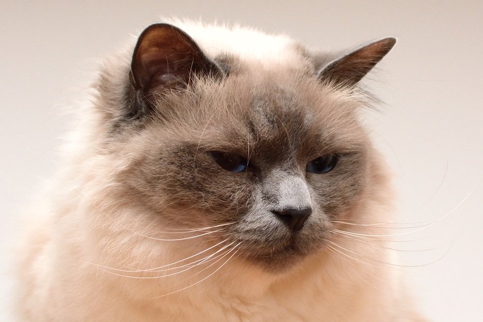Beautiful domestic cat