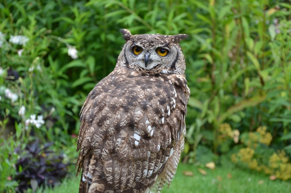vulturous brown owl