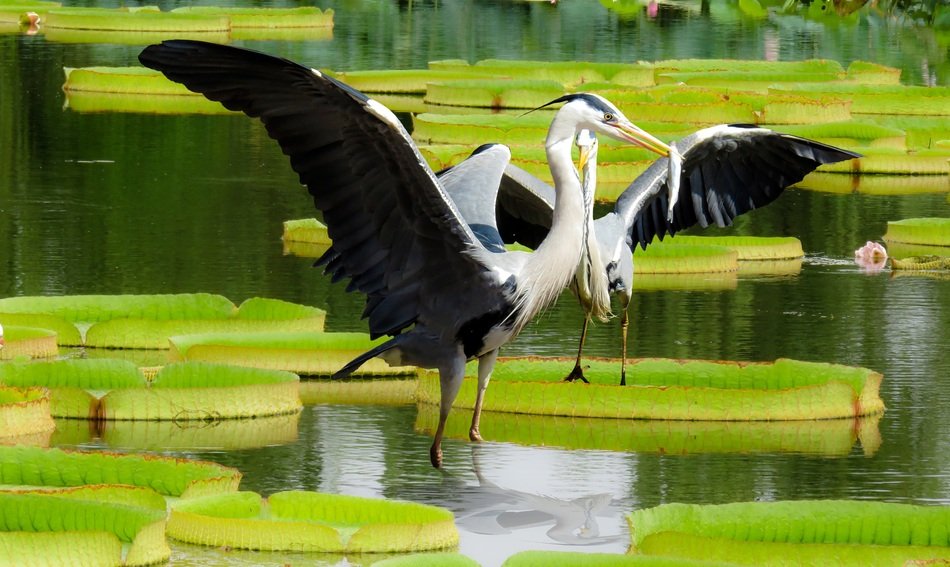 perfect beautiful Heron