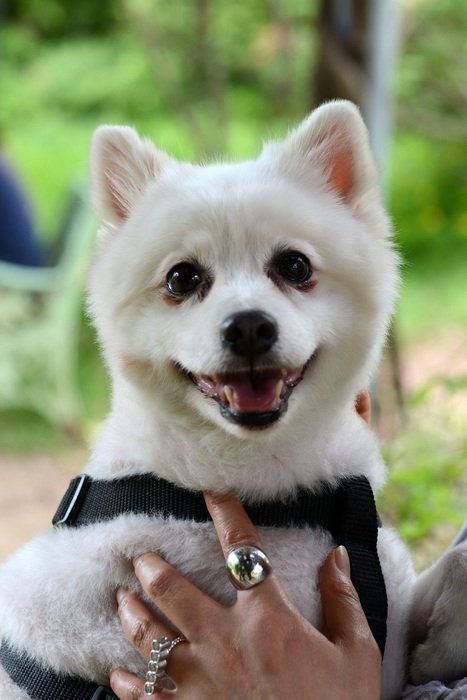 pomeranian in the hands of a woman