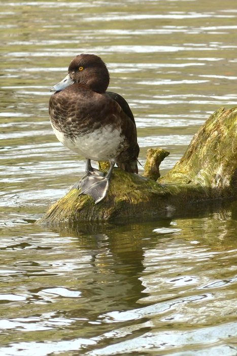 Bird on the stone among the water