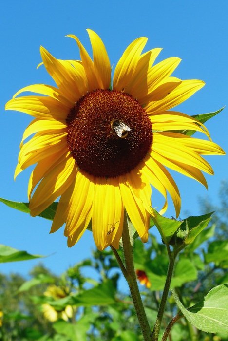 Bee on the sunflower on the meadow