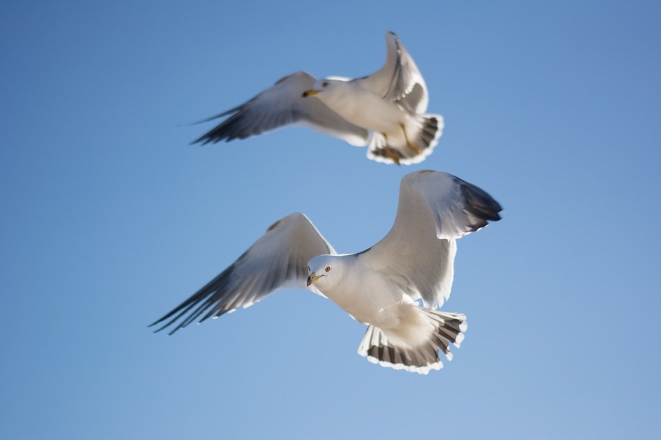 seagulls soar in the sky