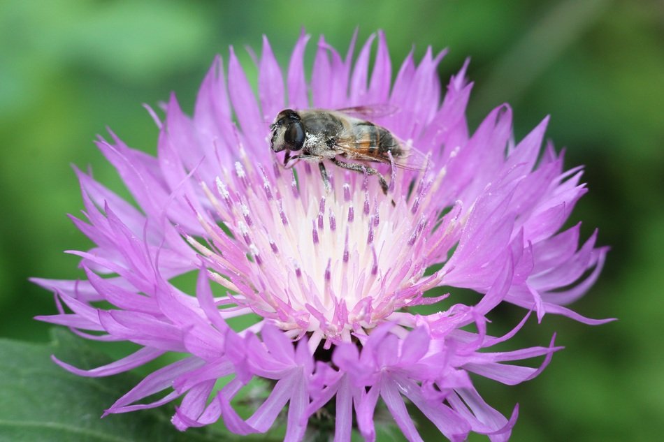 hoverfly on cornflower