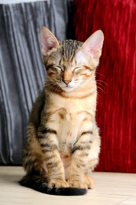 slumbering cat