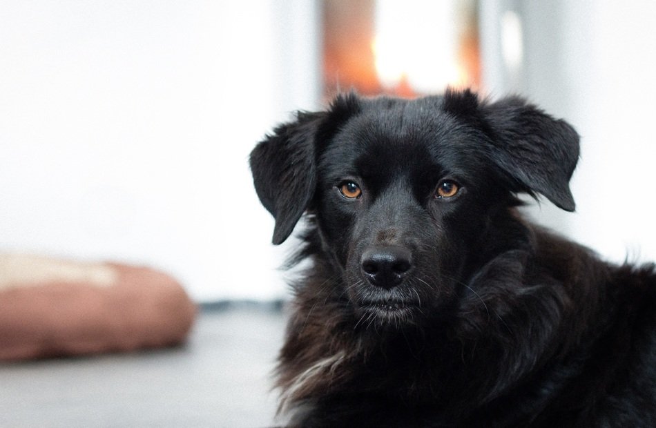 black as pitch dog